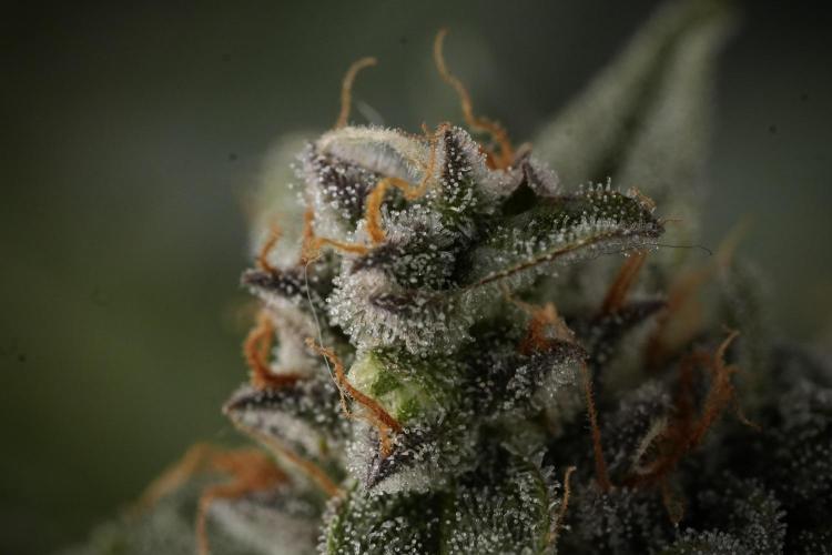 Amnesia Skunk The Zamnesia Way. Week 12 - Amnesia Skunk No Veg 12-12 from seed 