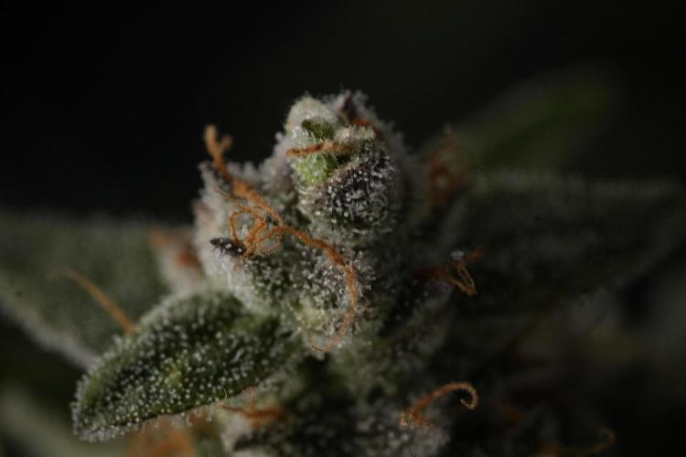 Amnesia Skunk The Zamnesia Way. Week 12 - Amnesia Skunk No Veg 12-12 from seed 