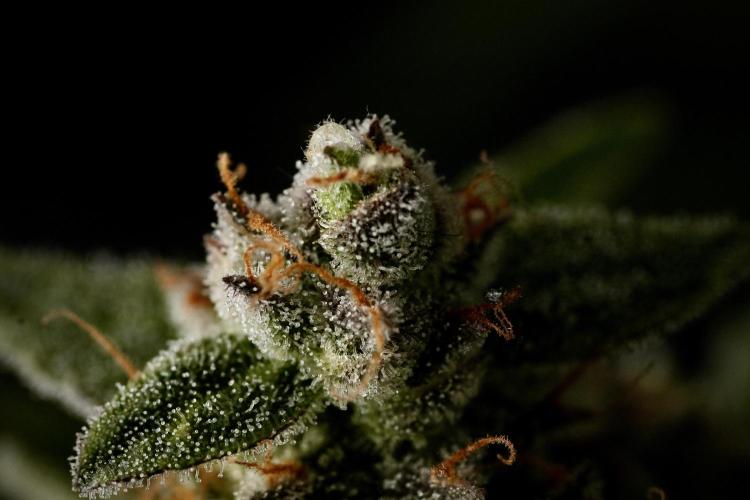 Amnesia Skunk The Zamnesia Way. Week 12 - Amnesia Skunk No Veg 12-12 from seed 