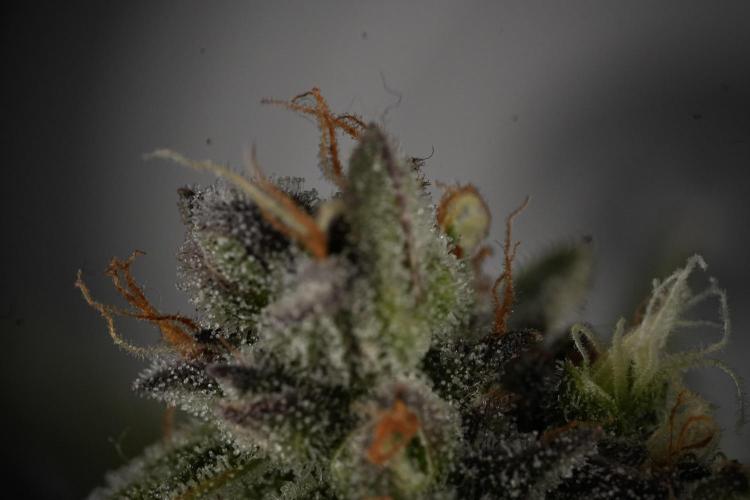 Amnesia Skunk The Zamnesia Way. Week 12 - Amnesia Skunk No Veg 12-12 from seed 