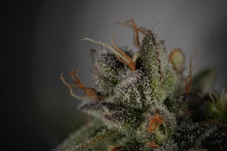 Amnesia Skunk The Zamnesia Way. Week 12 - Amnesia Skunk No Veg 12-12 from seed 