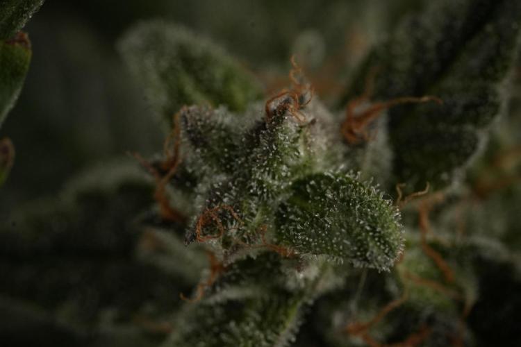 Amnesia Skunk The Zamnesia Way. Week 12 - Amnesia Skunk No Veg 12-12 from seed 