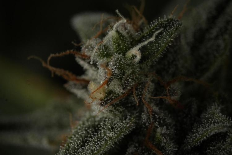Amnesia Skunk The Zamnesia Way. Week 12 - Amnesia Skunk No Veg 12-12 from seed 