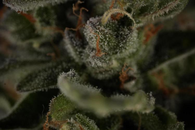 Amnesia Skunk The Zamnesia Way. Week 12 - Amnesia Skunk No Veg 12-12 from seed 