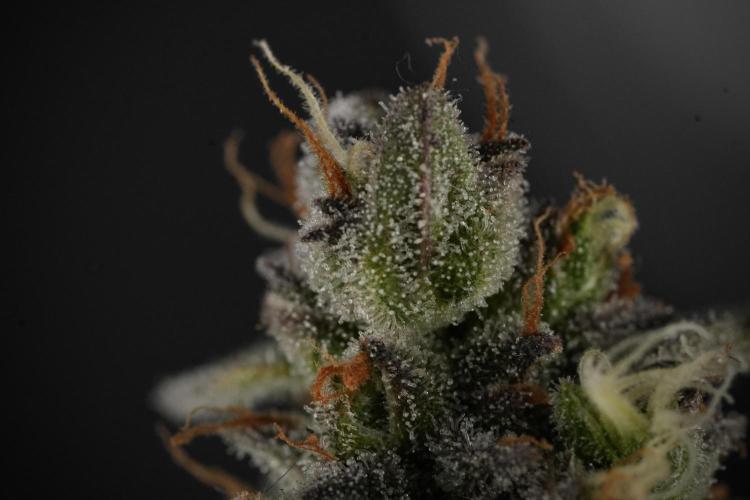 Amnesia Skunk The Zamnesia Way. Week 12 - Amnesia Skunk No Veg 12-12 from seed 