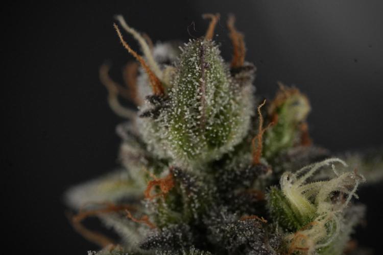 Amnesia Skunk The Zamnesia Way. Week 12 - Amnesia Skunk No Veg 12-12 from seed 