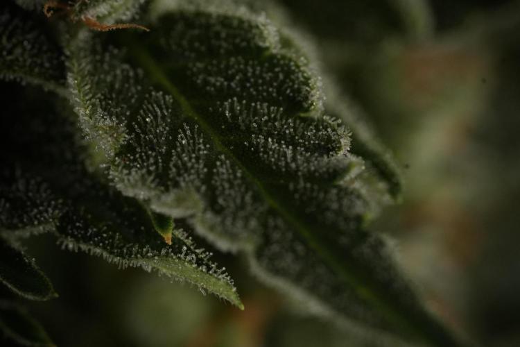 Amnesia Skunk The Zamnesia Way. Week 12 - Amnesia Skunk No Veg 12-12 from seed 