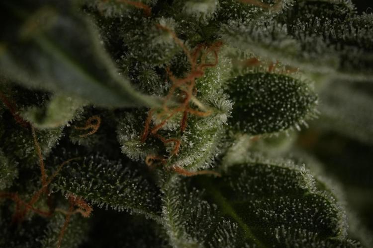 Amnesia Skunk The Zamnesia Way. Week 12 - Amnesia Skunk No Veg 12-12 from seed 