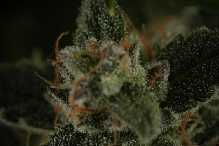 Amnesia Skunk The Zamnesia Way. Week 12 - Amnesia Skunk No Veg 12-12 from seed 