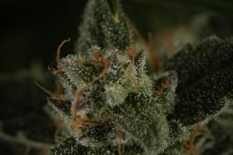 Amnesia Skunk The Zamnesia Way. Week 12 - Amnesia Skunk No Veg 12-12 from seed 