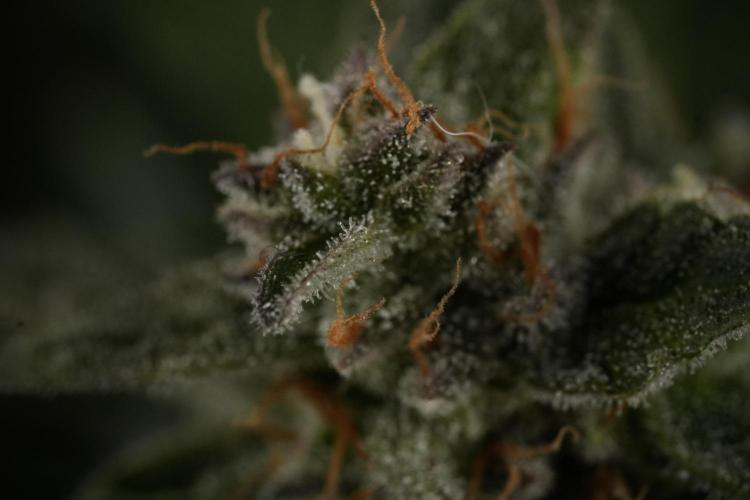 Amnesia Skunk The Zamnesia Way. Week 12 - Amnesia Skunk No Veg 12-12 from seed 