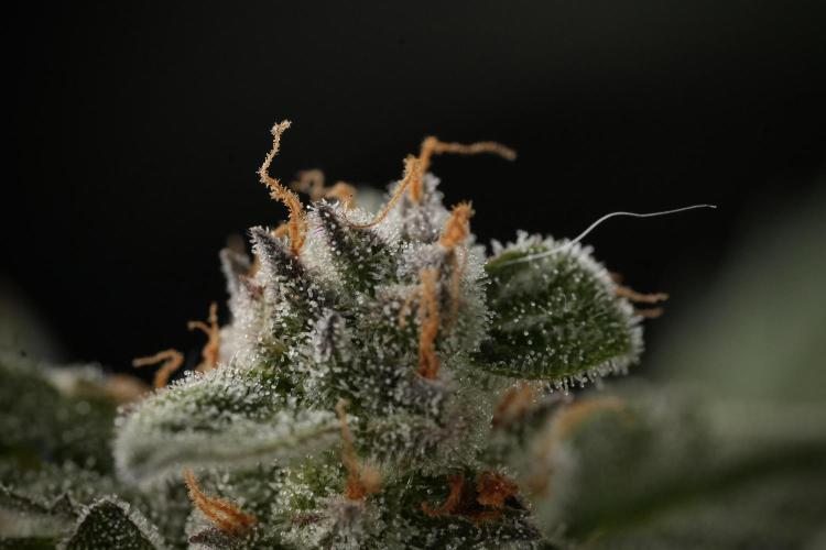 Amnesia Skunk The Zamnesia Way. Week 12 - Amnesia Skunk No Veg 12-12 from seed 