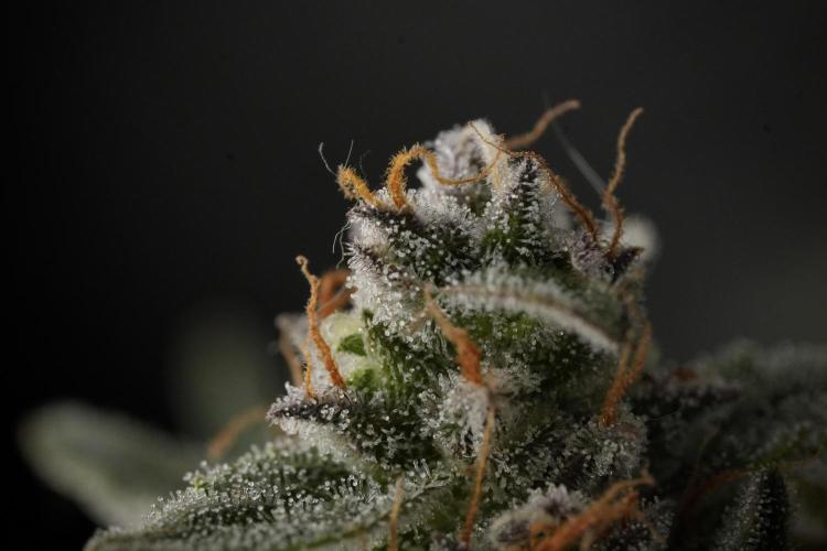 Amnesia Skunk The Zamnesia Way. Week 12 - Amnesia Skunk No Veg 12-12 from seed 
