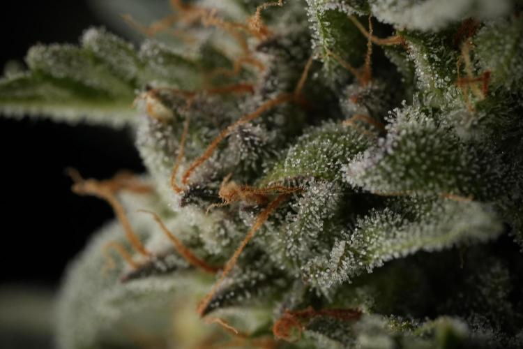 Amnesia Skunk The Zamnesia Way. Week 12 - Amnesia Skunk No Veg 12-12 from seed 
