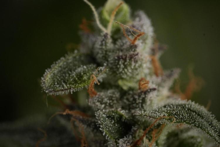 Amnesia Skunk The Zamnesia Way. Week 12 - Amnesia Skunk No Veg 12-12 from seed 