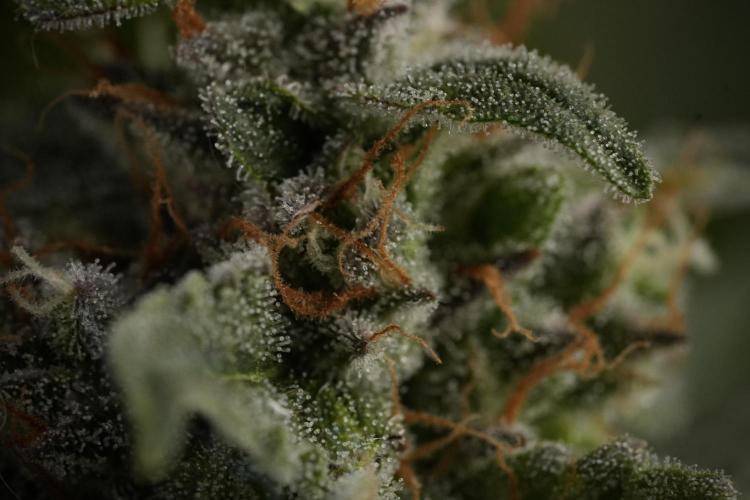 Amnesia Skunk The Zamnesia Way. Week 12 - Amnesia Skunk No Veg 12-12 from seed 