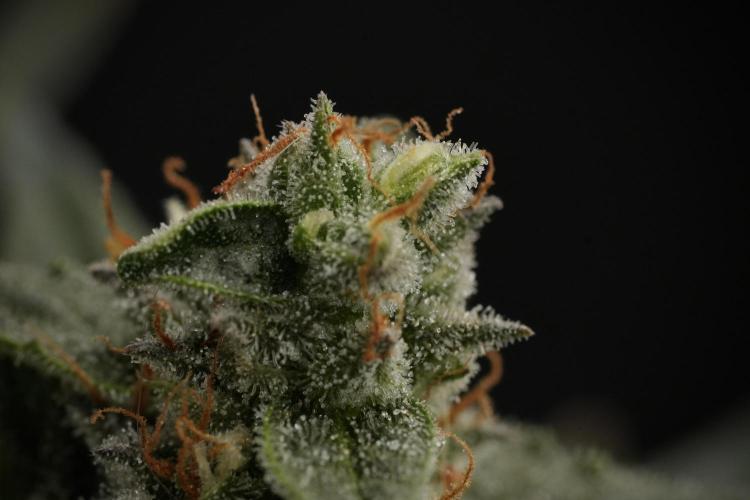 Amnesia Skunk The Zamnesia Way. Week 12 - Amnesia Skunk No Veg 12-12 from seed 