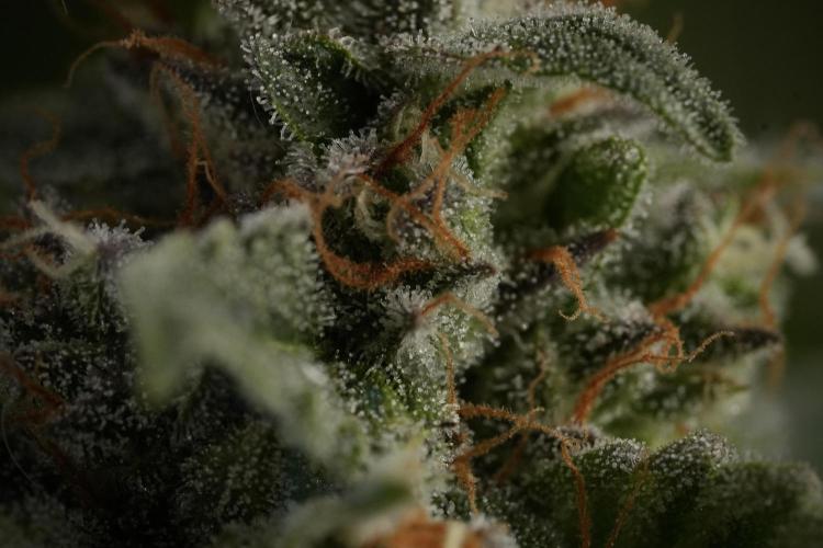 Amnesia Skunk The Zamnesia Way. Week 12 - Amnesia Skunk No Veg 12-12 from seed 