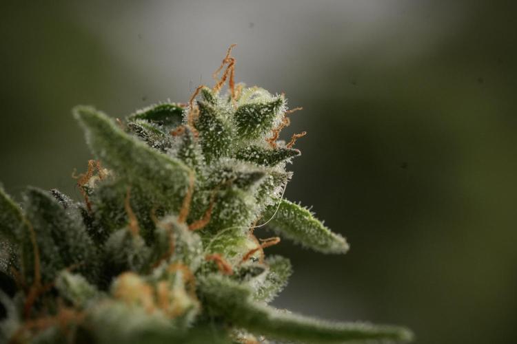 Amnesia Skunk The Zamnesia Way. Week 12 - Amnesia Skunk No Veg 12-12 from seed 