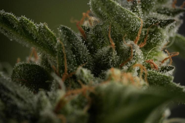 Amnesia Skunk The Zamnesia Way. Week 12 - Amnesia Skunk No Veg 12-12 from seed 