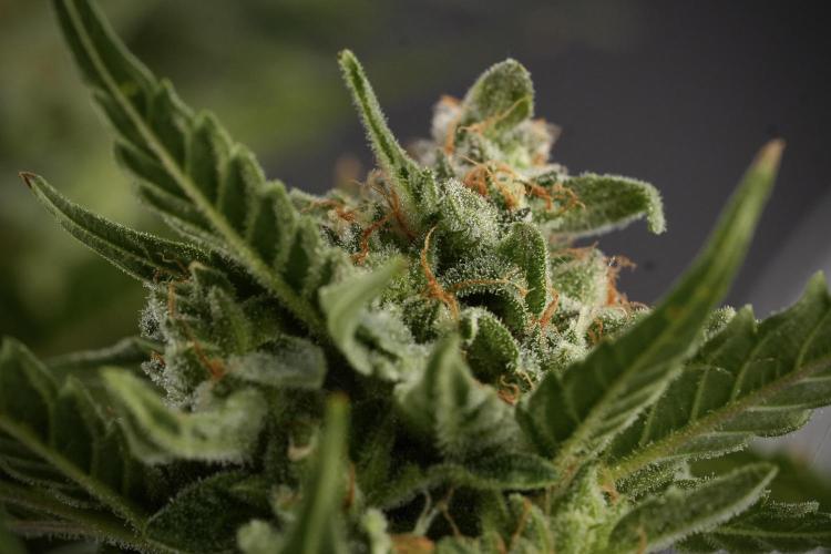 Amnesia Skunk The Zamnesia Way. Week 12 - Amnesia Skunk No Veg 12-12 from seed 