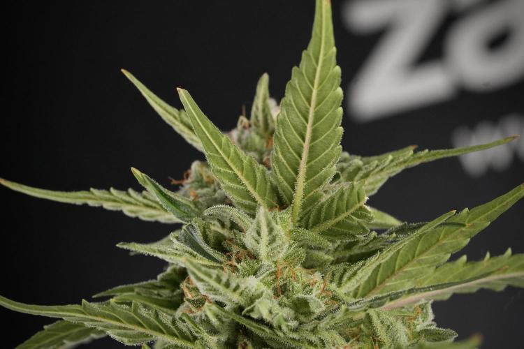 Amnesia Skunk The Zamnesia Way. Week 12 - Amnesia Skunk No Veg 12-12 from seed 