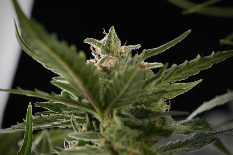 Amnesia Skunk The Zamnesia Way. Week 12 - Amnesia Skunk No Veg 12-12 from seed 