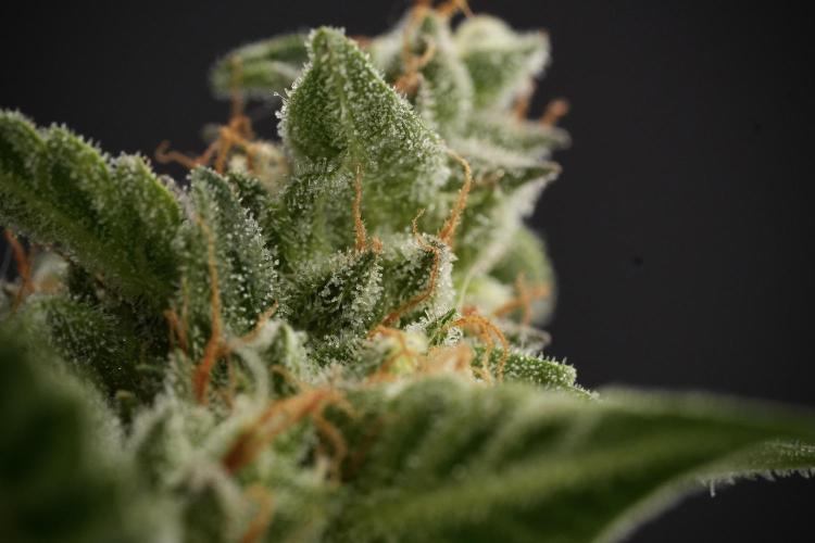 Amnesia Skunk The Zamnesia Way. Week 12 - Amnesia Skunk No Veg 12-12 from seed 