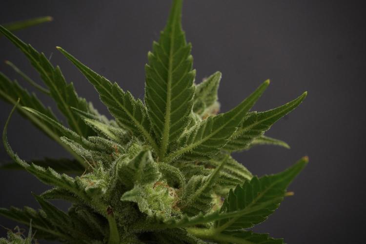Amnesia Skunk The Zamnesia Way. Week 12 - Amnesia Skunk No Veg 12-12 from seed 