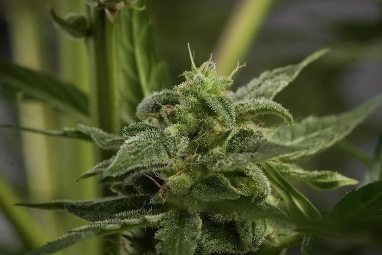 Amnesia Skunk The Zamnesia Way. Week 12 - Amnesia Skunk No Veg 12-12 from seed 