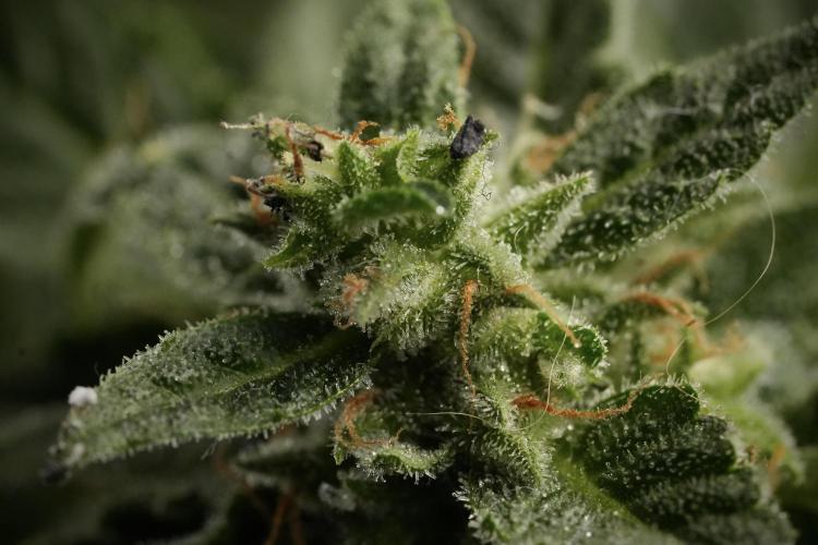 Amnesia Skunk The Zamnesia Way. Week 12 - Amnesia Skunk No Veg 12-12 from seed 