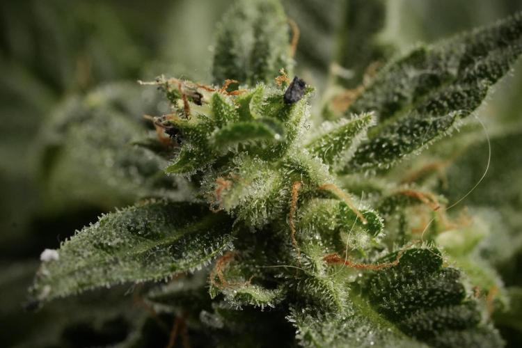 Amnesia Skunk The Zamnesia Way. Week 12 - Amnesia Skunk No Veg 12-12 from seed 