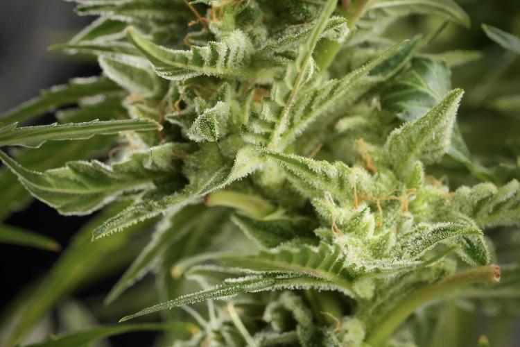 Amnesia Skunk The Zamnesia Way. Week 12 - Amnesia Skunk No Veg 12-12 from seed 