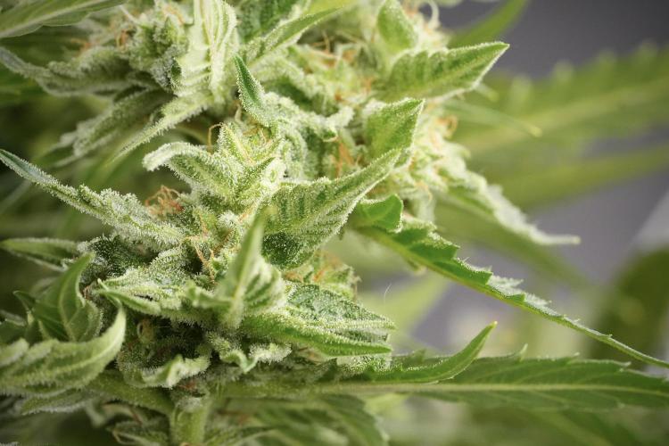 Amnesia Skunk The Zamnesia Way. Week 12 - Amnesia Skunk No Veg 12-12 from seed 