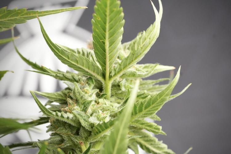 Amnesia Skunk The Zamnesia Way. Week 12 - Amnesia Skunk No Veg 12-12 from seed 