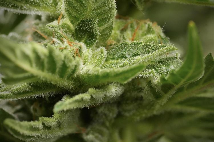 Amnesia Skunk The Zamnesia Way. Week 12 - Amnesia Skunk No Veg 12-12 from seed 