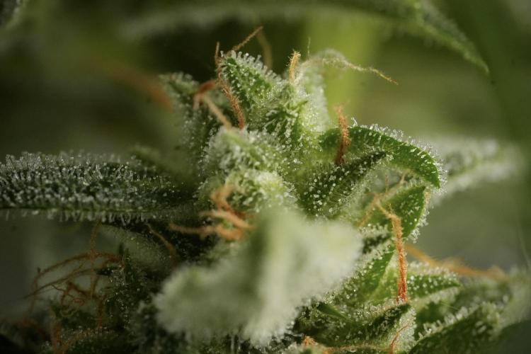 Amnesia Skunk The Zamnesia Way. Week 12 - Amnesia Skunk No Veg 12-12 from seed 