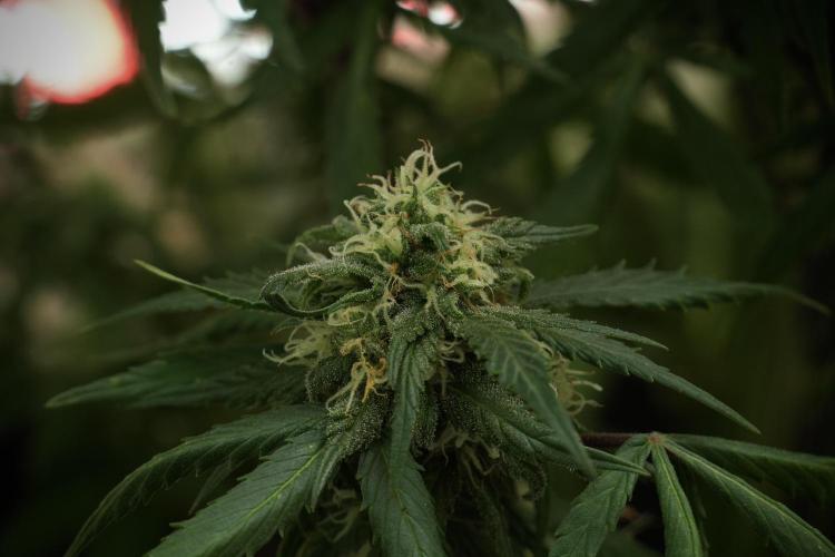 Amnesia Skunk The Zamnesia Way. Week 12 - Amnesia Skunk No Veg 12-12 from seed 