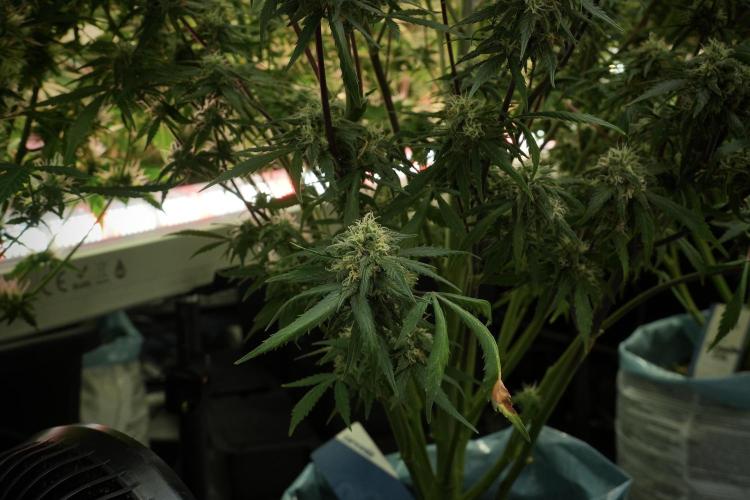 Amnesia Skunk The Zamnesia Way. Week 12 - Amnesia Skunk No Veg 12-12 from seed 