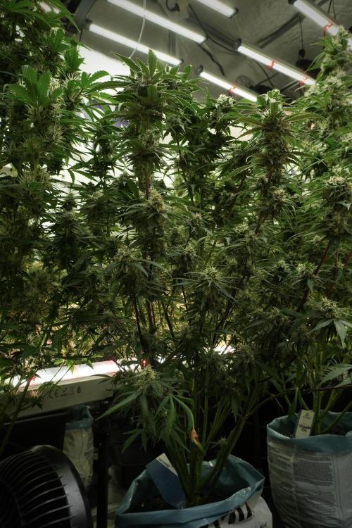 Amnesia Skunk The Zamnesia Way. Week 12 - Amnesia Skunk No Veg 12-12 from seed 