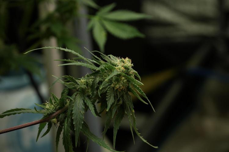 Amnesia Skunk The Zamnesia Way. Week 12 - Amnesia Skunk No Veg 12-12 from seed 