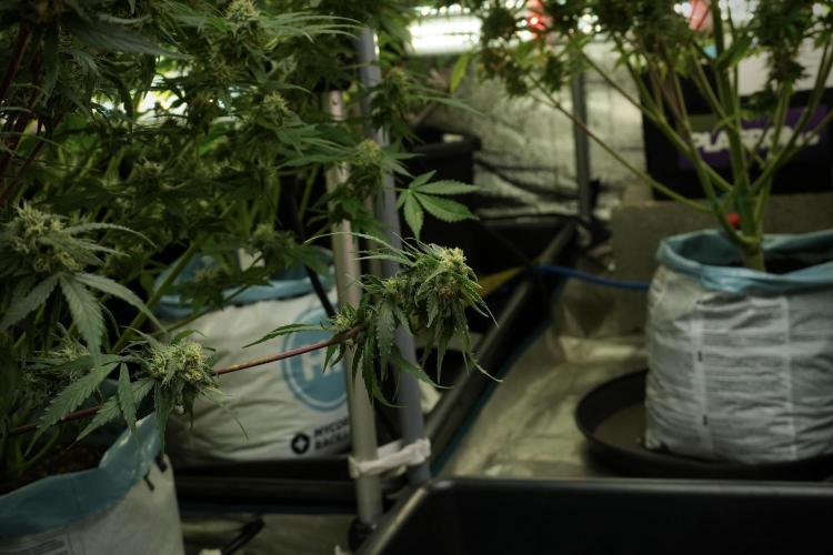 Amnesia Skunk The Zamnesia Way. Week 12 - Amnesia Skunk No Veg 12-12 from seed 