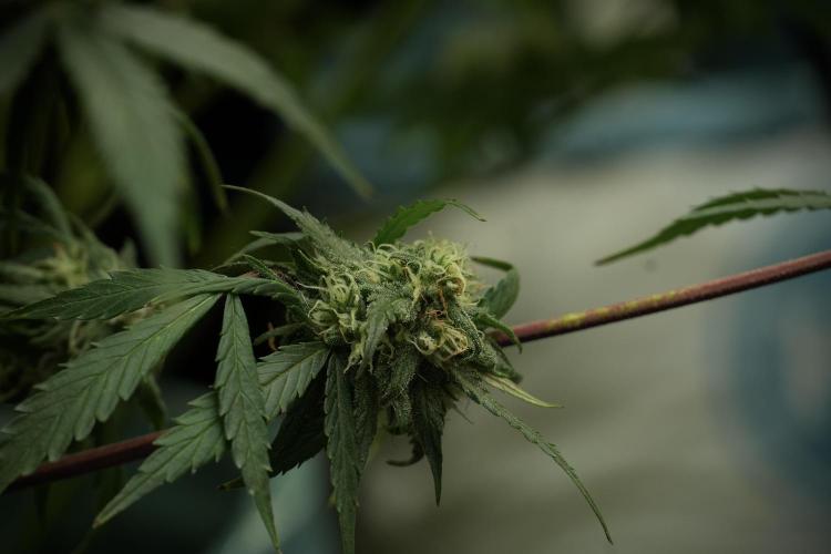 Amnesia Skunk The Zamnesia Way. Week 12 - Amnesia Skunk No Veg 12-12 from seed 