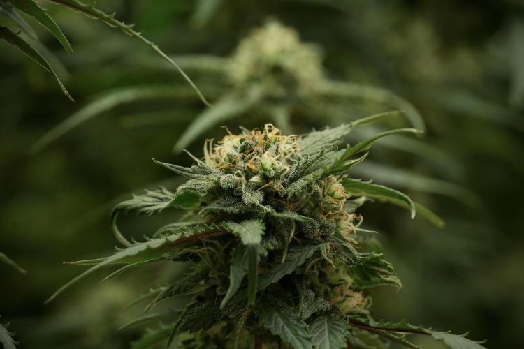 Amnesia Skunk The Zamnesia Way. Week 12 - Amnesia Skunk No Veg 12-12 from seed 