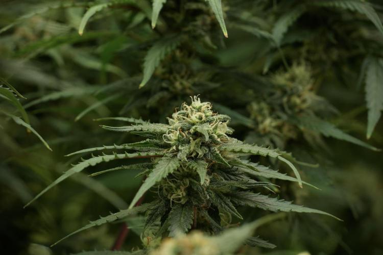 Amnesia Skunk The Zamnesia Way. Week 12 - Amnesia Skunk No Veg 12-12 from seed 
