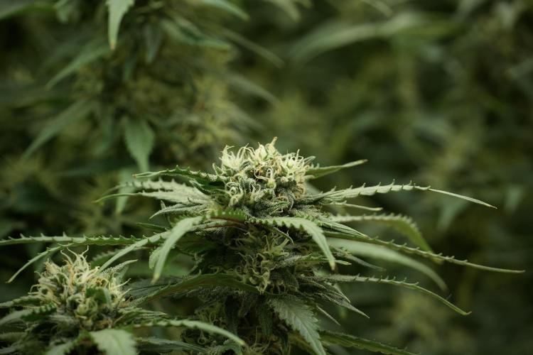 Amnesia Skunk The Zamnesia Way. Week 12 - Amnesia Skunk No Veg 12-12 from seed 