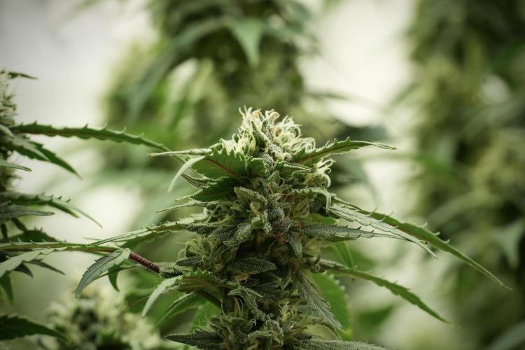 Amnesia Skunk The Zamnesia Way. Week 12 - Amnesia Skunk No Veg 12-12 from seed 