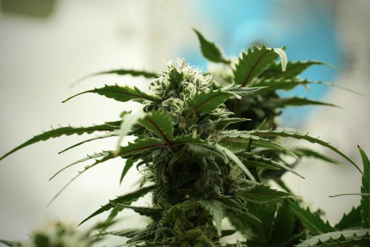 Amnesia Skunk The Zamnesia Way. Week 12 - Amnesia Skunk No Veg 12-12 from seed 