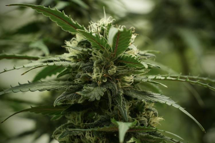 Amnesia Skunk The Zamnesia Way. Week 12 - Amnesia Skunk No Veg 12-12 from seed 