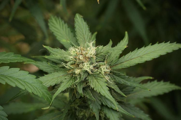 Amnesia Skunk The Zamnesia Way. Week 12 - Amnesia Skunk No Veg 12-12 from seed 